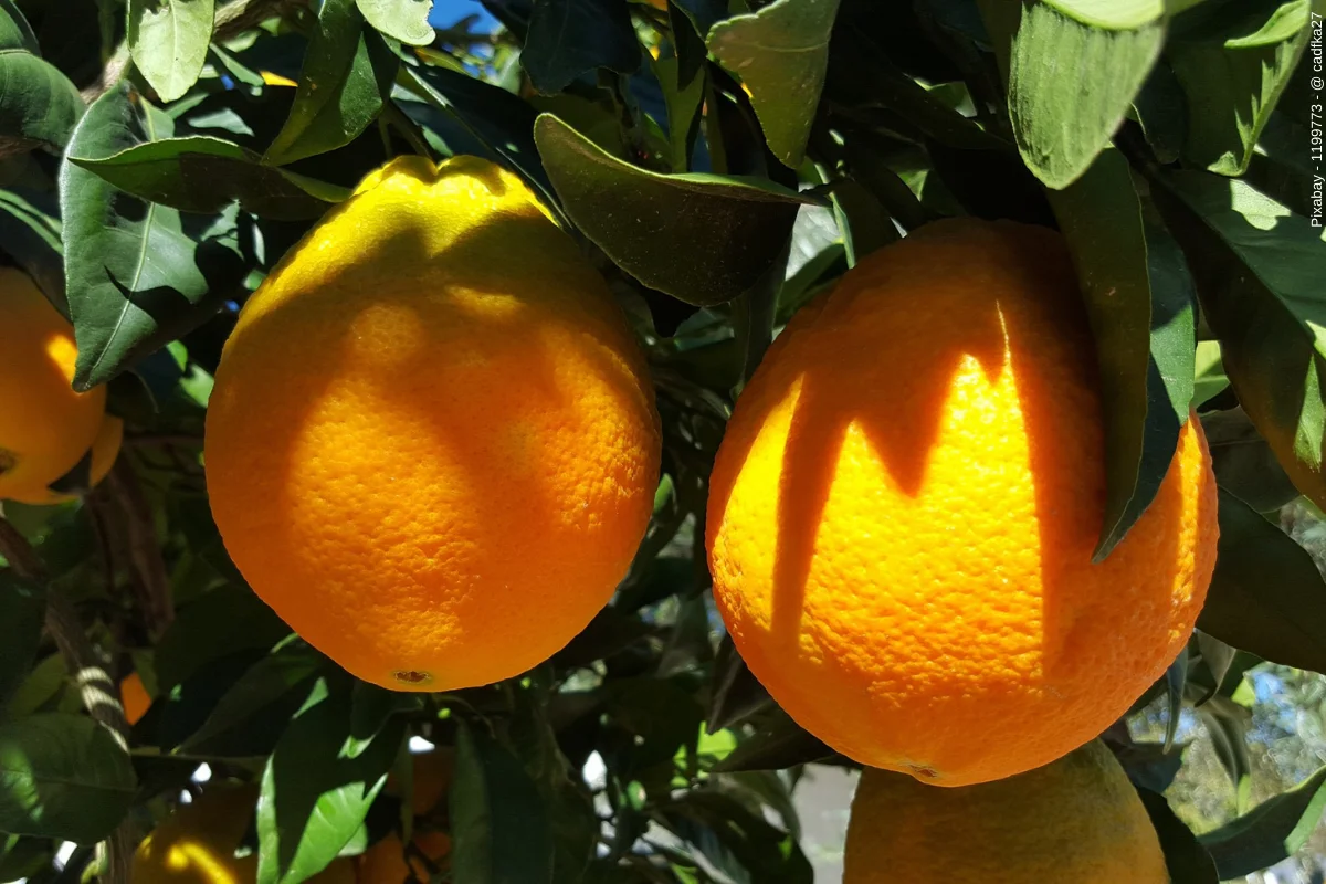 Orangen aus Valencia von Natural Market